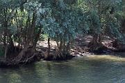 226-Delta del Danubio,7 agosto 2011